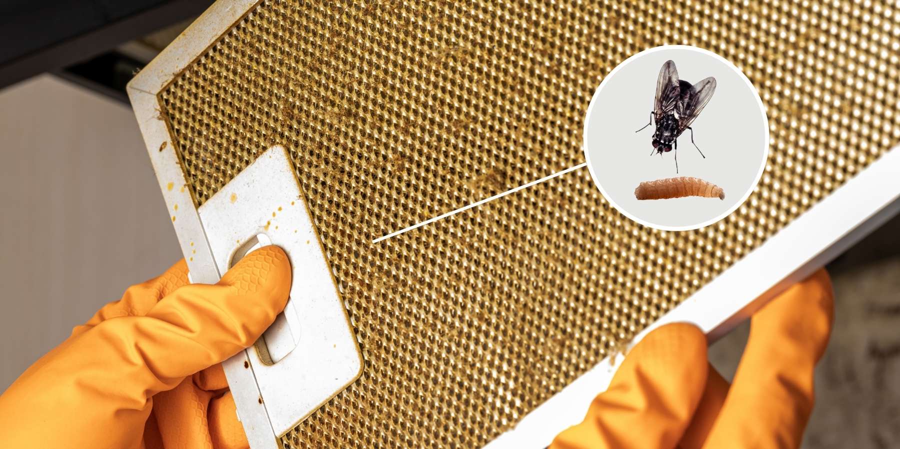 Flies and larvae in saturated kitchen hood filters